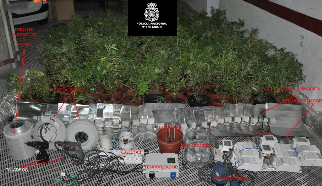  Desarticulado un punto negro de cultivo de marihuana en una vivienda en Torrelavega