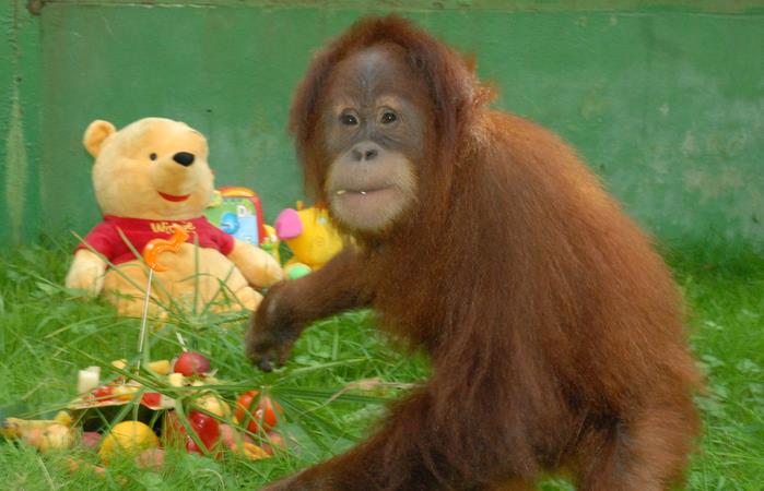  Victoria, el mayor éxito reproductivo del Zoo de Santillana del Mar, cumple 10 años