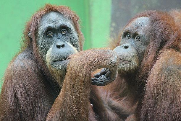  El Zoo de Santillana celebrará el «Día Mundial del Orangután»