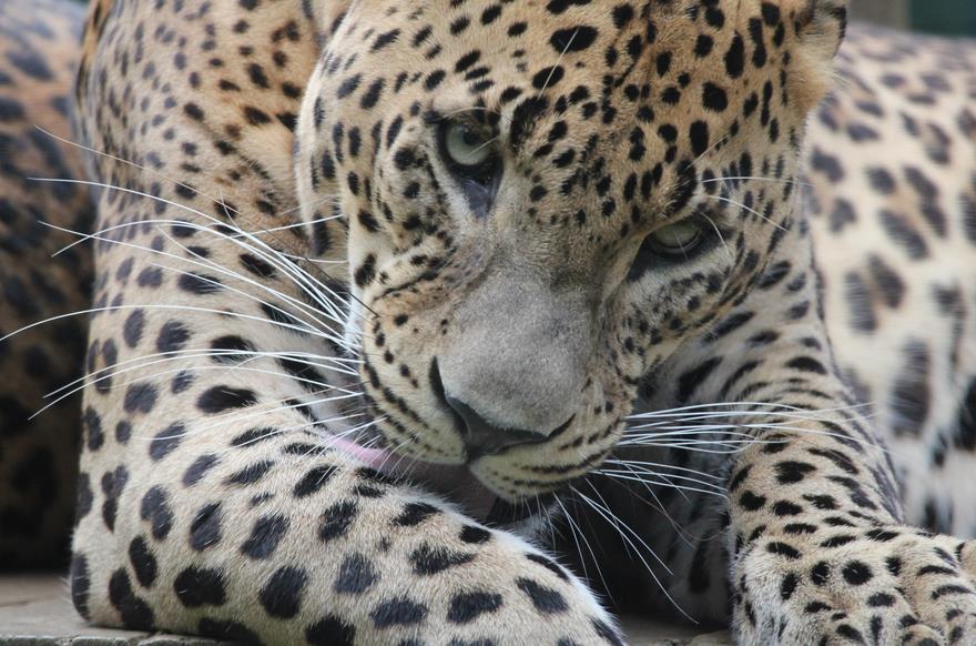 El Zoo de Santillana recibe tres hembras de especies en peligro de extinción