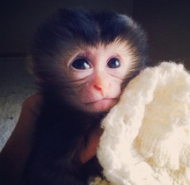 Nace una hembra de Macaco de Cola de León en el Zoo de Santillana del Mar