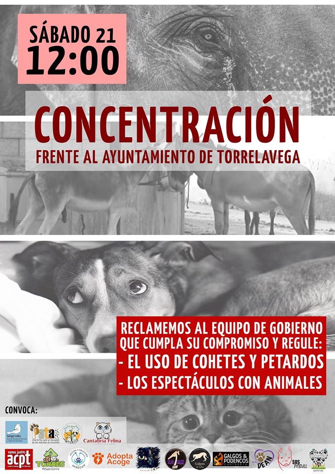 Convocada una concentración para regular la pirotecnia y hacer cumplir la prohibición de los espectáculos con animales