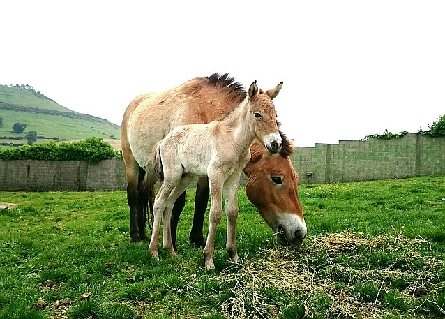  Nace un caballo de Przewalski en el Zoo de Santillana del Mar