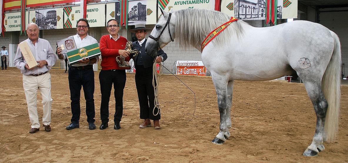  El ferial acogió el exitoso XVIII Concurso Morfológico de Raza Pura Española