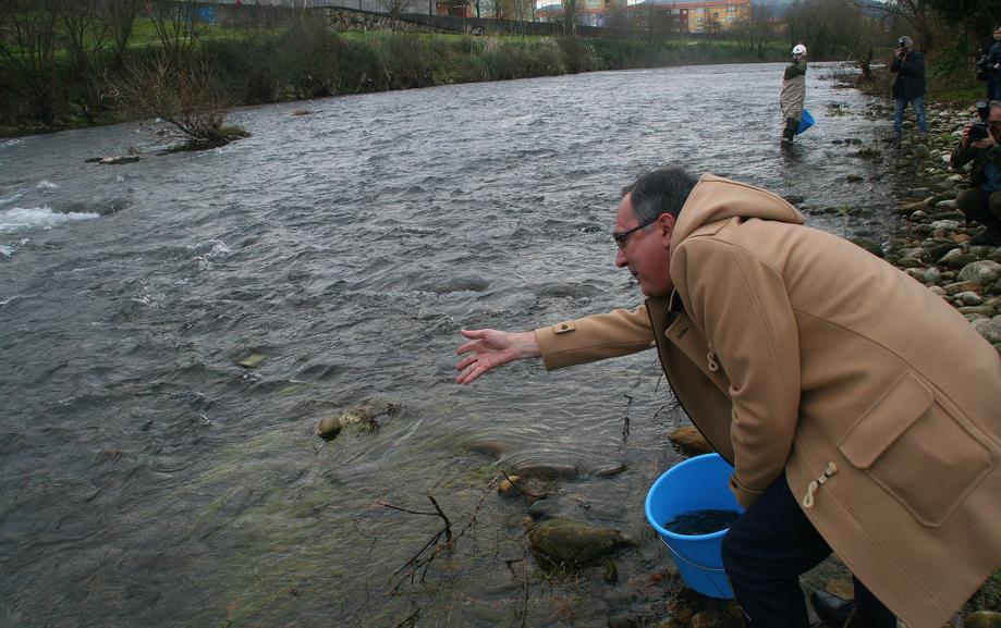 Sueltan casi 6000 juveniles de salmón en el río Besaya