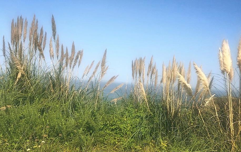 Cs Suances critica la “inacción” del Ayuntamiento ante la proliferación de plantas invasoras en el municipio