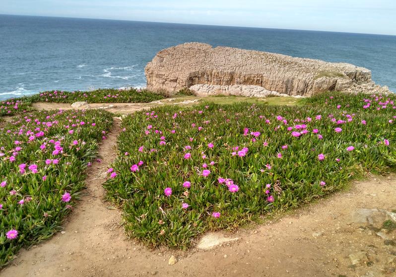 Los ecologistas denuncian que la uña de gato sigue invadiendo Suances