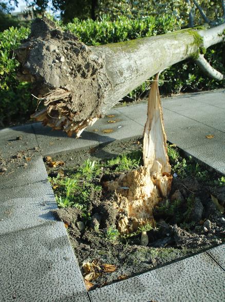 El viento arranca varios árboles del parque Manuel Barquín