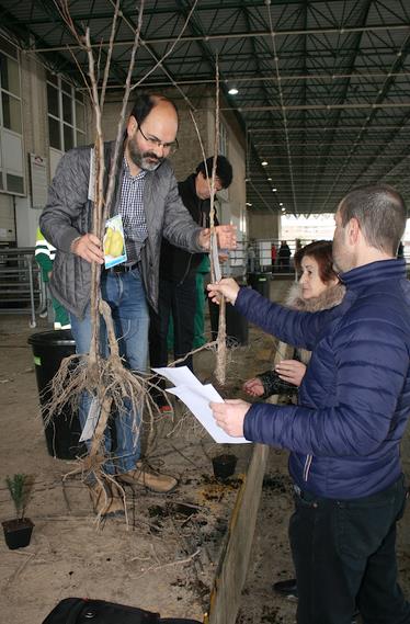 Iniciado el reparto de 3670 árboles en Torrelavega