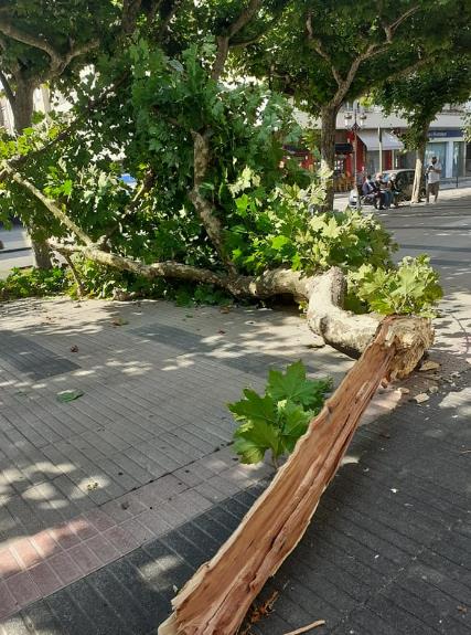 Árbol caído en la Avenida de España - Fotos cortesía de Joaquín Díaz