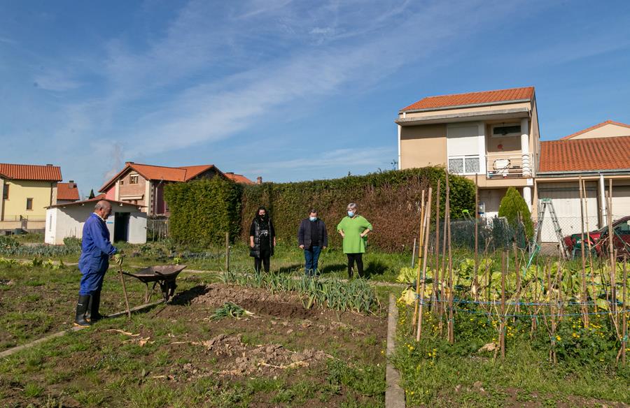  Polanco regala planta de cebolla para fomentar el cultivo en los huertos urbanos