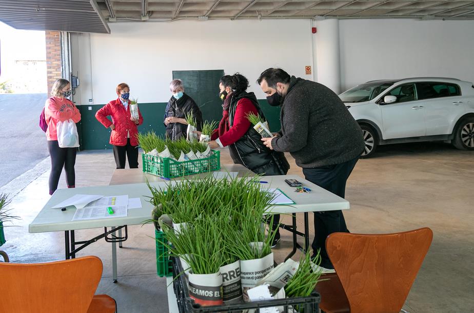  Polanco reparte 4.500 plantas de cebollas para fomentar los huertos urbanos