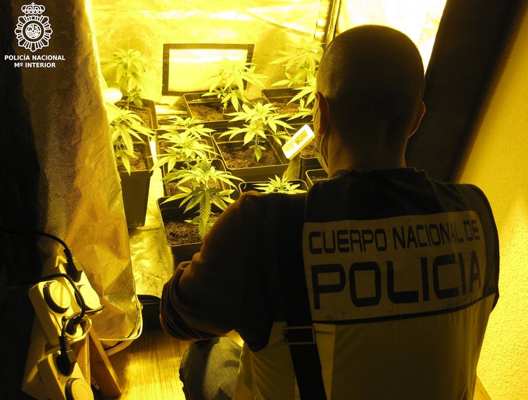  La Policía Nacional desmantela una plantación de marihuana en Tanos