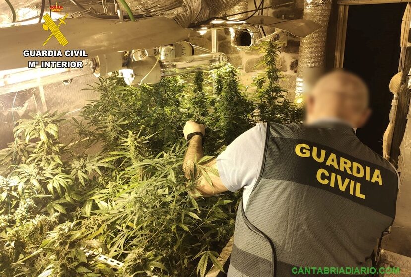 Desmantelada una plantación de marihuana en Viérnoles