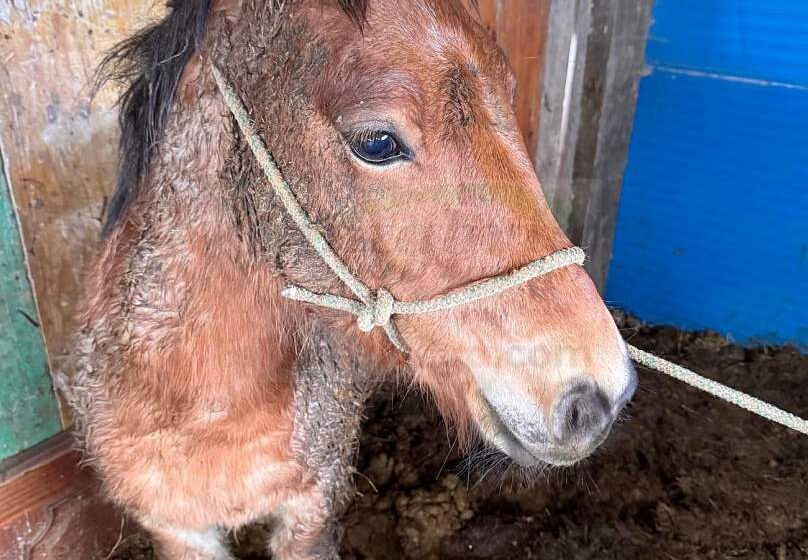  Recuperado en Torrelavega un potro robado en Arenas de Iguña