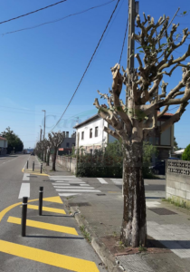 Convocada una concentración contra las «podas brutales» de árboles